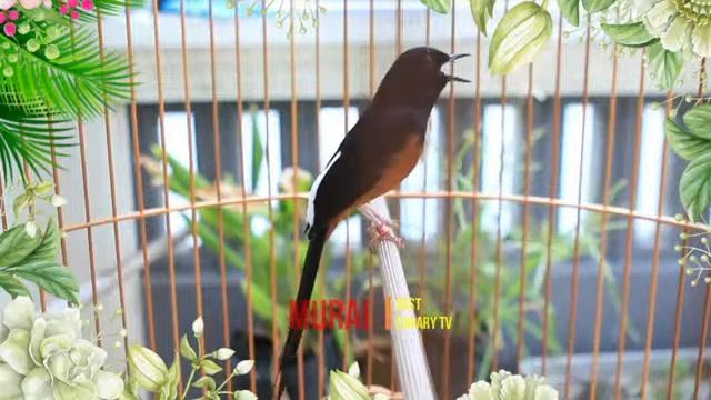 MURAI BATU MEDAN GACOR FULL ISIAN buat Pancingan murai agar emosi BONGKAR ISIAN Eps.09