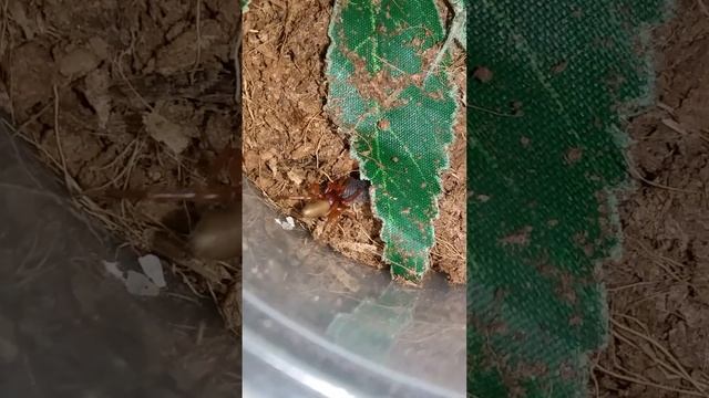 Woodlouse Hunter (Dysdera crocata) feeding on Isopod, January 02, 2018