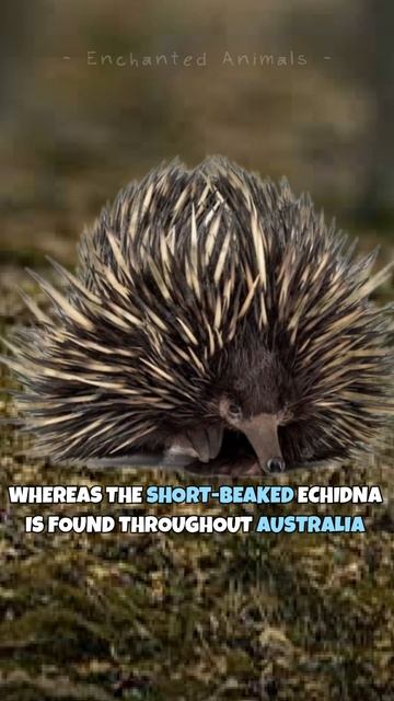 Echidna | World's Weirdest Mammal #shorts