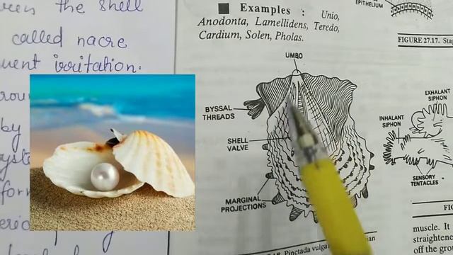 Pearl Formation