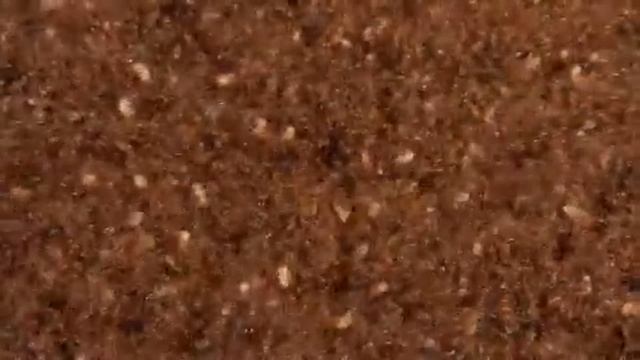 Fire Ants