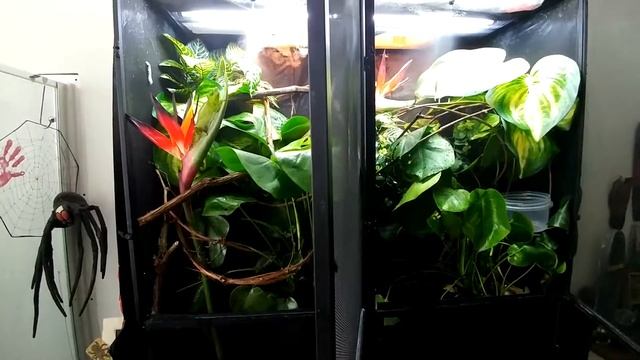 Quad Horn Chameleon Set Ups