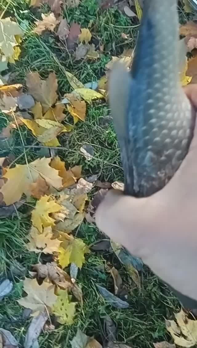 И по доброй традиции-хороший карась. 🐟😌👍👍👍🔥