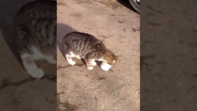 Ну оочень вкусная сметана))