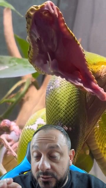 Boca da periquitambóia