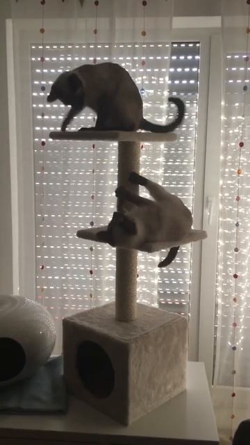 Funny Seamese Cats Fight / Смешная битва сиамских кошек
