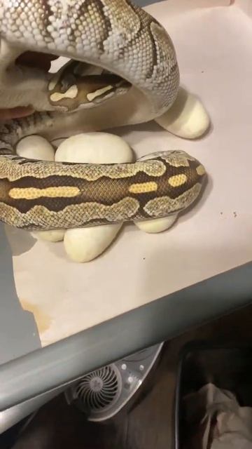 FREE SNAKE = FREE EGGS!