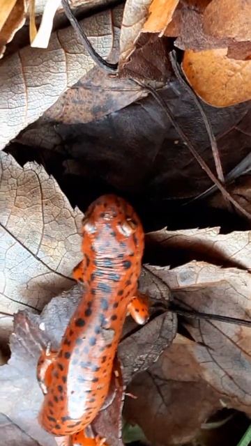 baby red salamander
