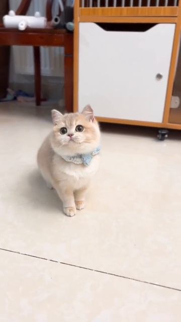 милый кот, милая кошка #shorts
