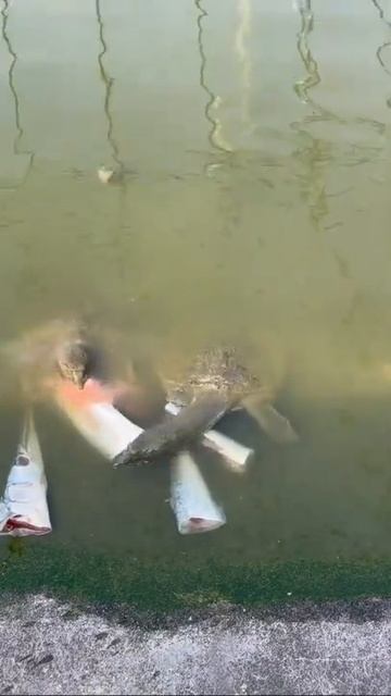 Feeding Fish To Softshell Turtles & Fishing #shorts
