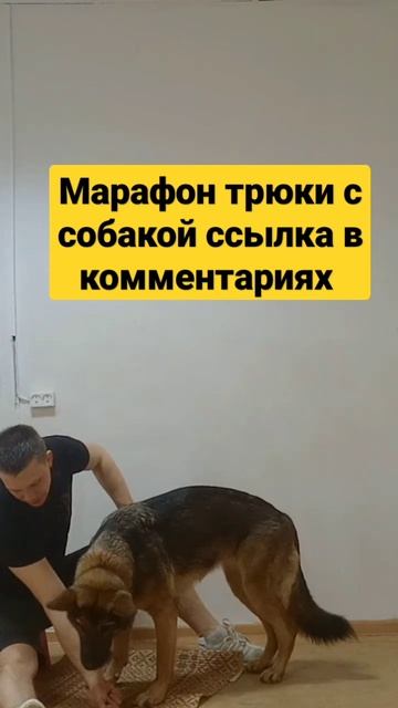 немецкая овчарка