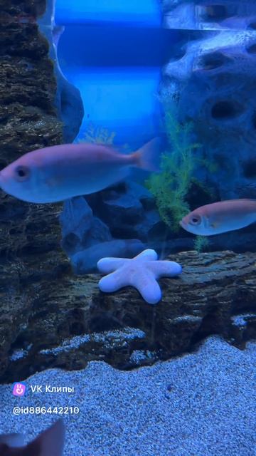 Oceanarium