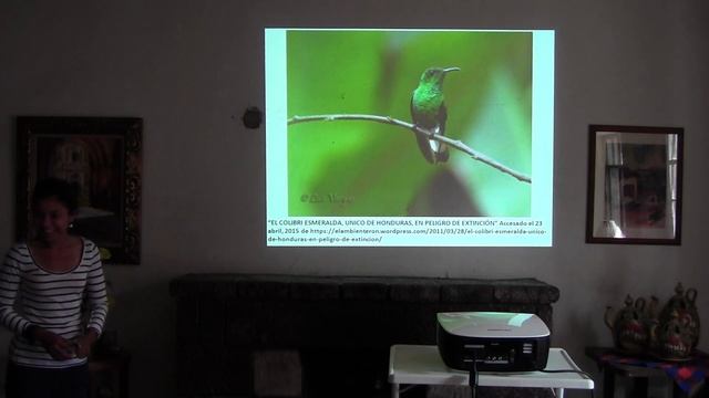 Identificando al Amazilia luciae - Colibrí Esmeralda Hondureño (Parte 1)