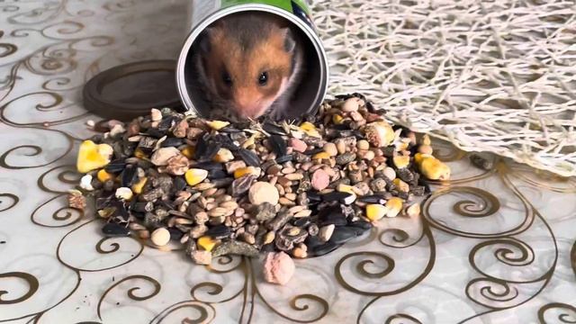 Хомяк Дуся : А в банке вкуснее, чем в моей чашке!