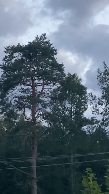 Стая аистов на сосне