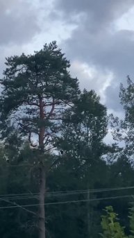 Стая аистов на сосне