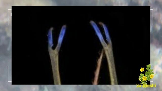 Os curiosos Caranguejos - Aranha (Stenorhynchus seticornis) das costeiras de Ilhabela