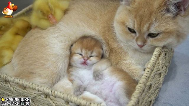 Утята и Цыплята - Кошки и котята - (104) Хвостики да Усики ❣️🥰😂mp4
