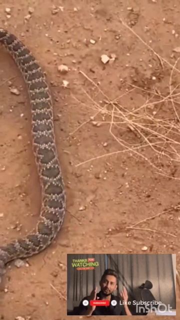 Rattlesnake #short