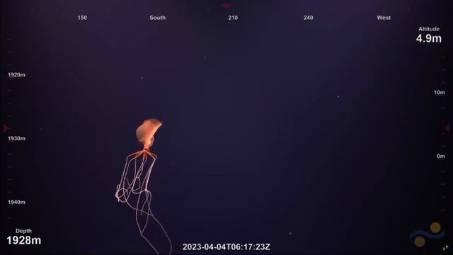 Magnapinna Squid High Quality Close Up | New Footage April 2023 - Magnapinna Archive