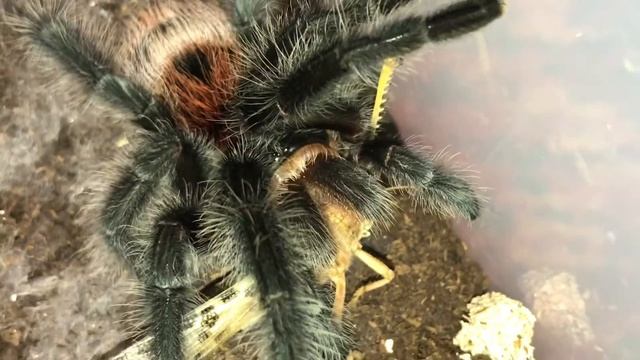 Grammostola iheringi feeding.