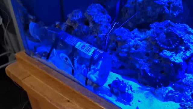 King of fireworm