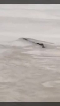 Водоплавающее существо.