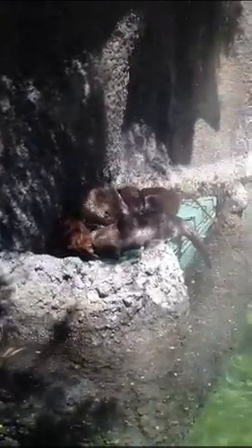 Baby Otters Playing with Their Big Sister