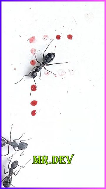 Ant Drawing Letter - F | Liquid Sugar Vs Ants | Liquid Sugar | Ants | 2021 | #sugar #ants #shorts