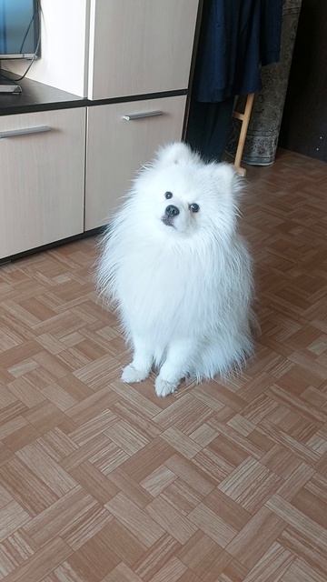 Умка не в духе)