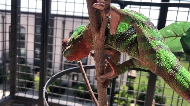 How to take a chameleon outside