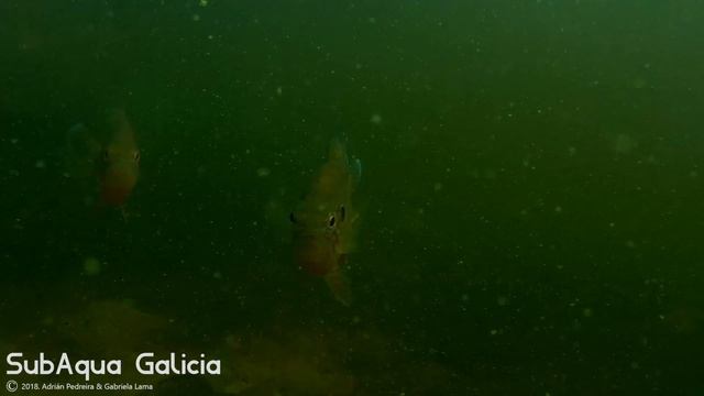 [HD] Lepomis gibbosus   Embalse das Cunchas