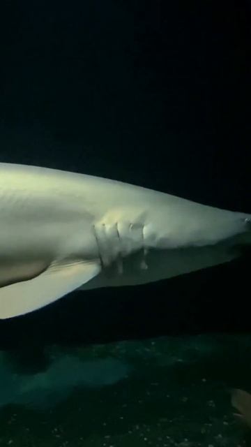 Under Paris: A Shark Thriller Like No Other!