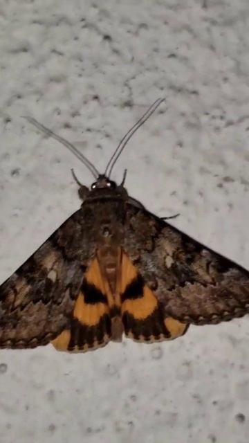 Monster face in camouflage phase of night butterfly. سبحان الله و الحمد لله