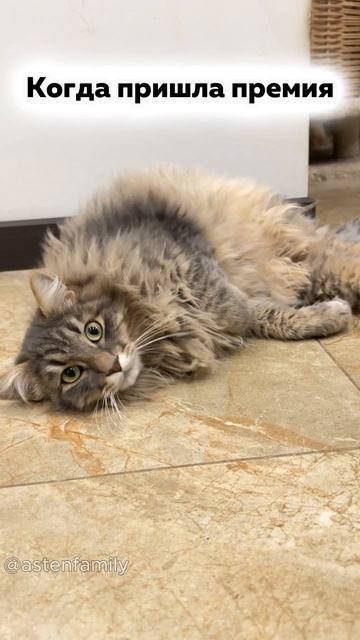 Пришла премия #кототерапия#кошечки#приколыкоты#котыприколы#astenfamily#котик