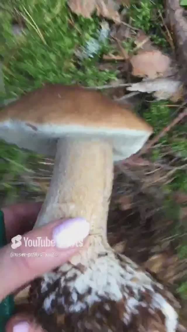 Какая нога#Which leg #sorts #лес #forest #белые