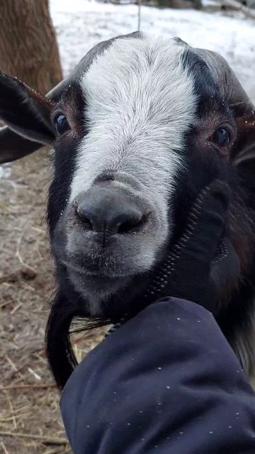 Ласковый козел 🐐💓