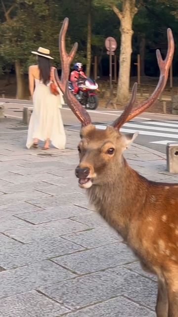 ナラは公園で最も美しい鹿です 観光客の反応 | nara deer | 奈良鹿 | 奈良の鹿 | foreign tourists | 奈良公園鹿 | 奈良鹿 | japan | Asmr