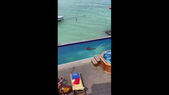Наглый морской котик