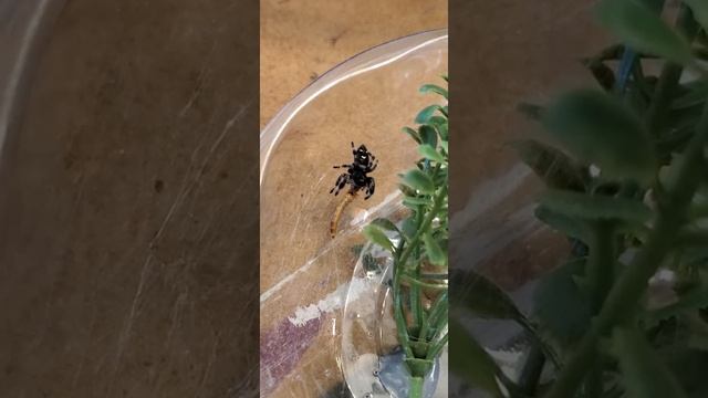 Jumping spider catches a superworm