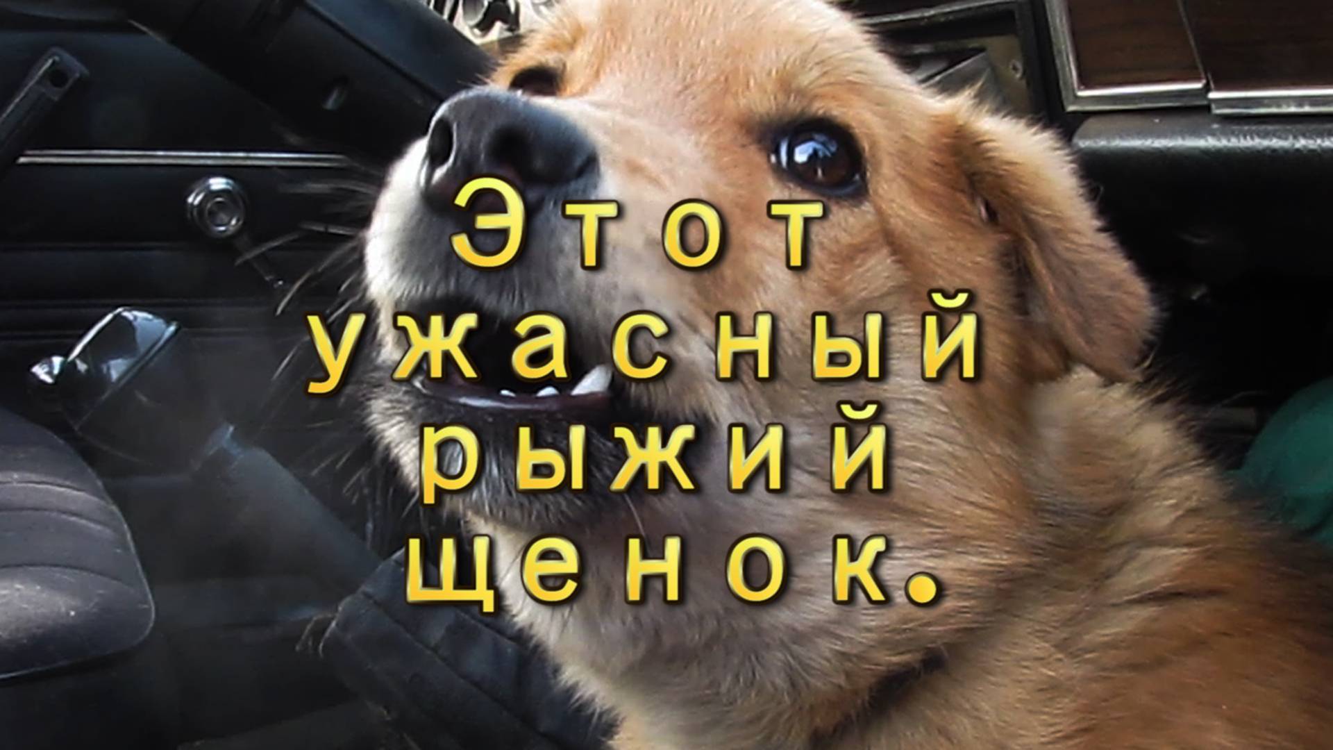 Это ужасный рыжий щенок