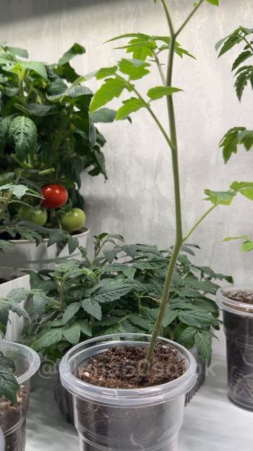 ВСЕМ ДОБРОЕ СИБИРСКОЕ САДОВО - ЦВЕТОЧНОЕ УТРО! #огород #garden #сад #дача