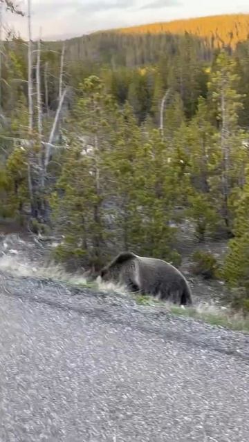 Wildlife, Yellowstone National Park- Grizzly Bear 2