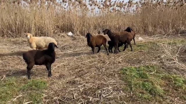 Гиссарские матки пасутся