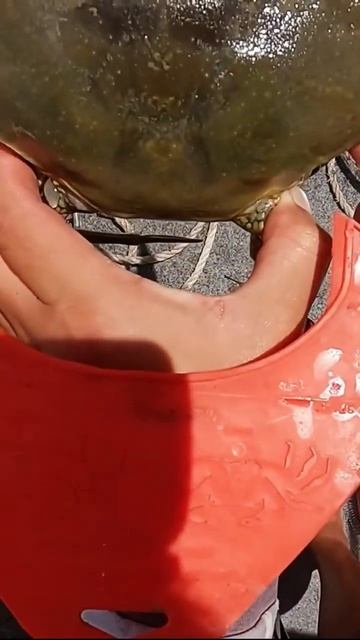 One lucky 🦀bucky🦀 #fishing #mudcrab #shorts