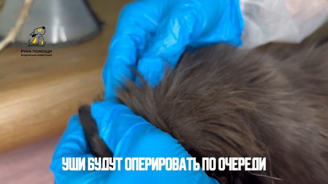 Новая печаль у Фелисии. Поддержать ⬇️