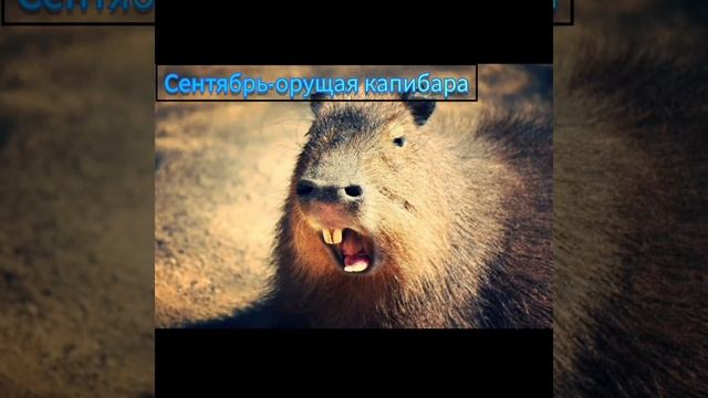 СБОРНИК #капибара #мемесы #мем #приколы #прикол #мемы #shorts #капибары