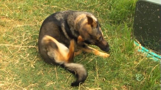 Tick of the Month: Brown Dog Tick