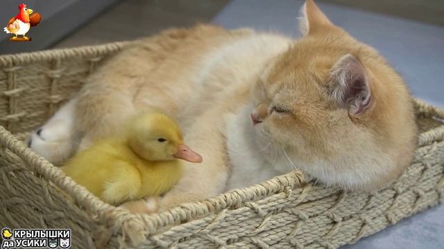 Утята и Цыплята - Кошки и котята - (102) Хвостики да Усики ❣️🥰😂mp4