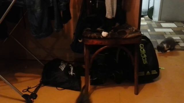 Кот проучил котенка Часть 2